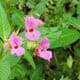 Impatiens glandulifera niecierpek himalajski