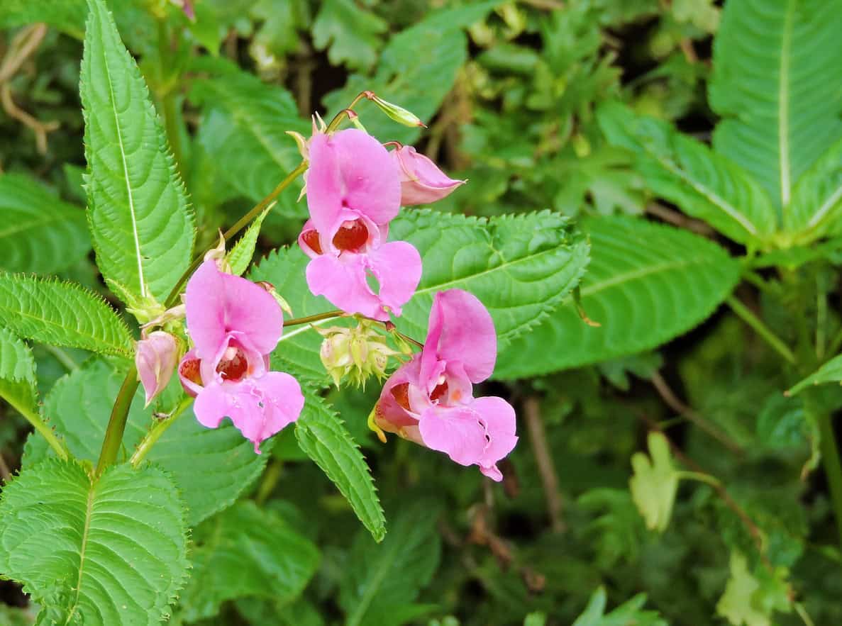 Impatiens glandulifera niecierpek himalajski