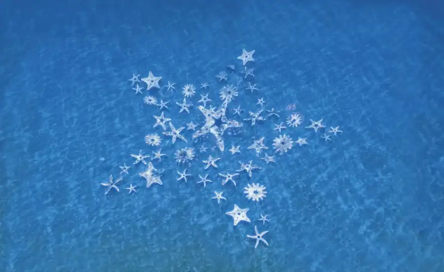 miami-reef-star