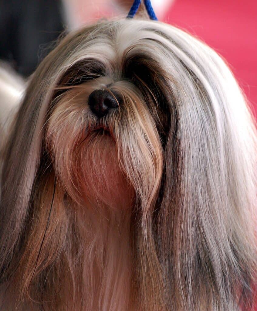 Lhasa apso