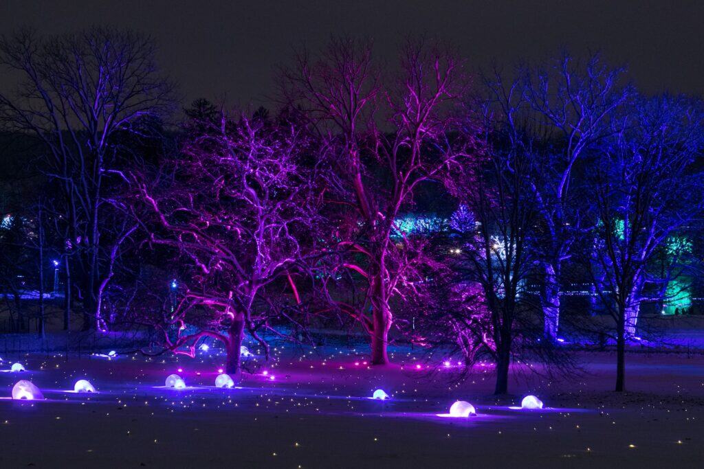 Morton Arboretum- Illuminations 