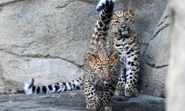 Brookfield Zoo lamparty amurskie