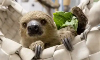 leniwiec shedd aquarium