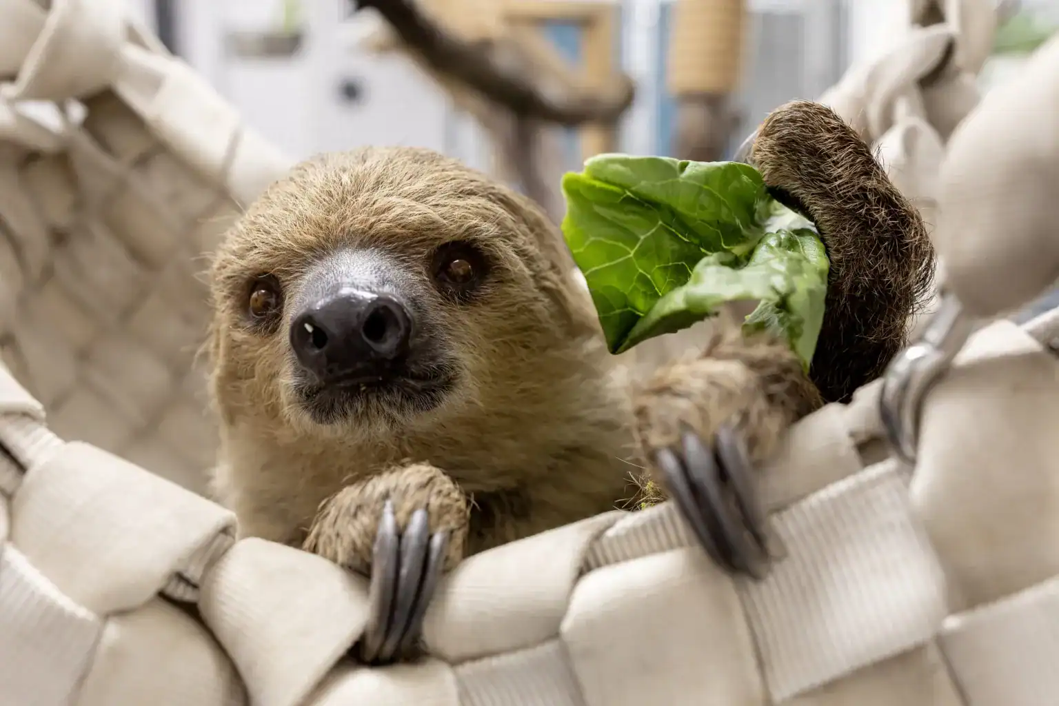 leniwiec shedd aquarium