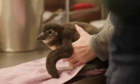 Lincoln Park Zoo pingwin