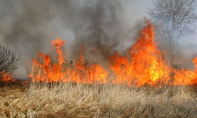 pożar trawy susza