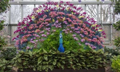 Chicago-Botanic-Garden wystawa orchidei