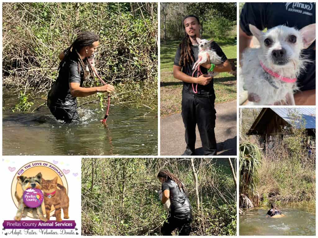 Pinellas County Animal Services