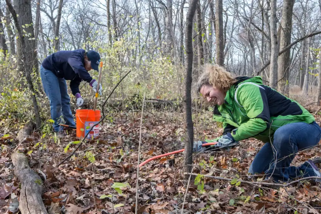 Woodland Habitat Restoration 