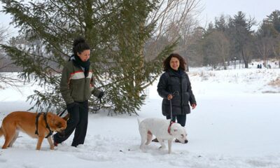 morton dog admission days