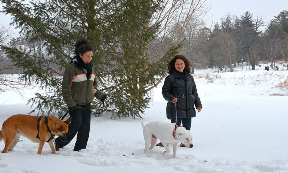 morton dog admission days