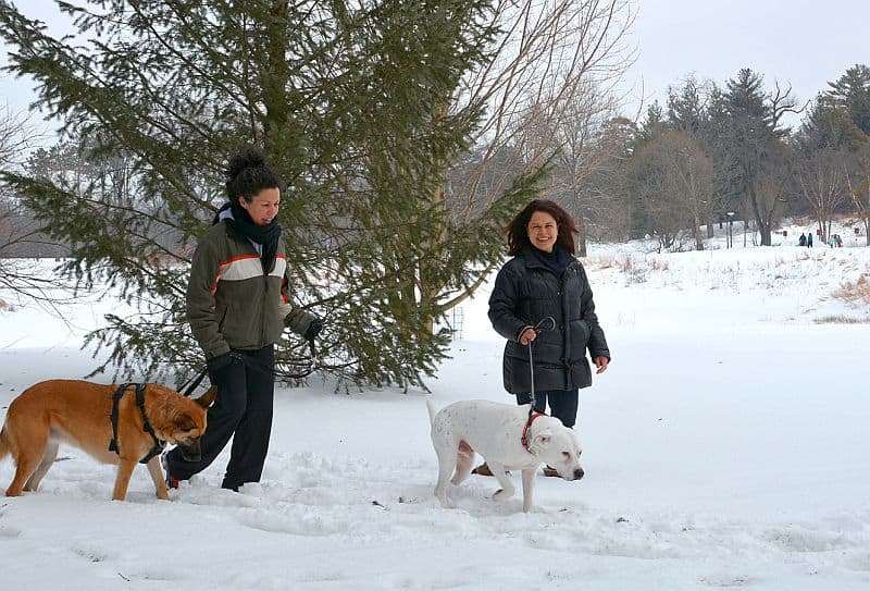 morton dog admission days