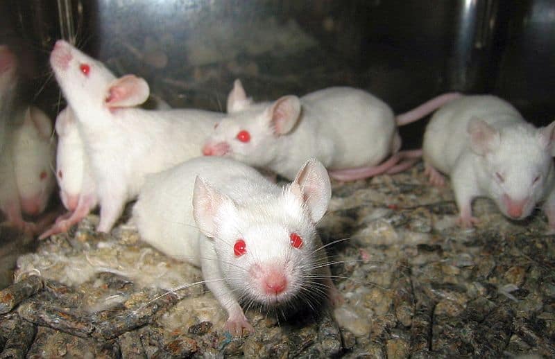 Białe myszy