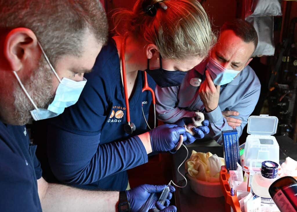 łuskowiec brookfield-zoo