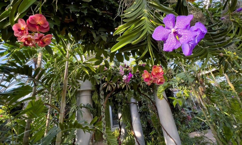 orchidee-chicago-botanic-garden