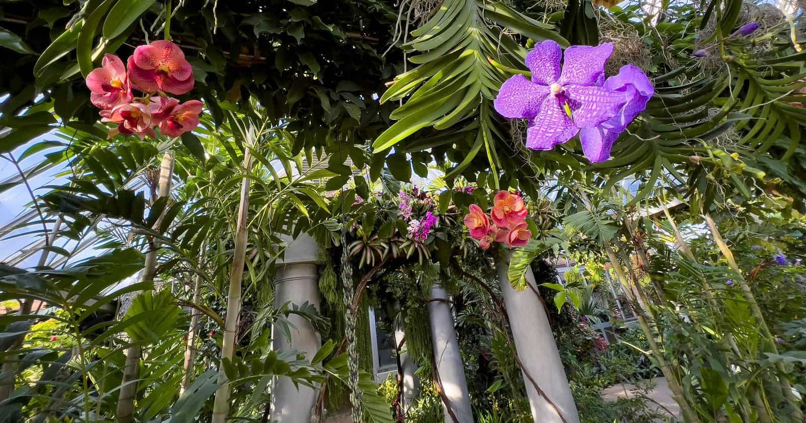 orchidee-chicago-botanic-garden
