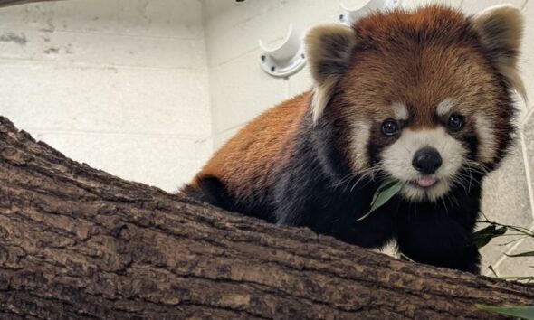 Lincoln Park Zoo panda mała