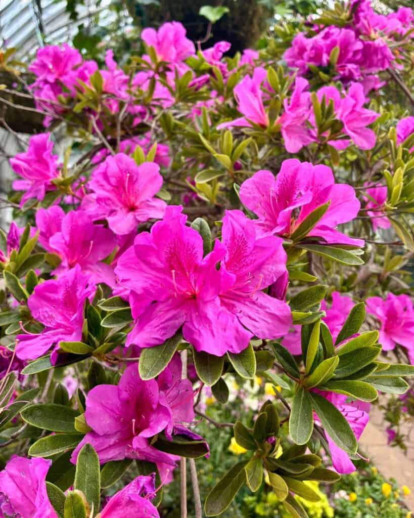 Garfield-Park-Conservatory showers of flowers