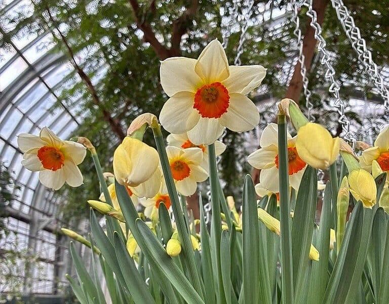 Garfield-Park-Conservatory showers of flowers