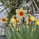 Garfield-Park-Conservatory showers of flowers
