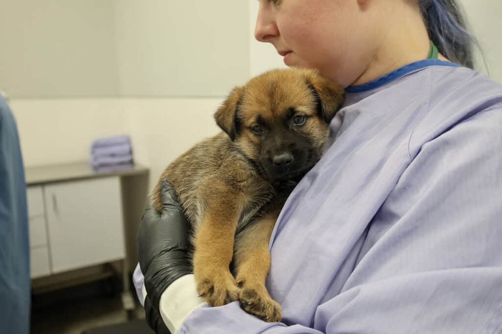 PAWSChicago