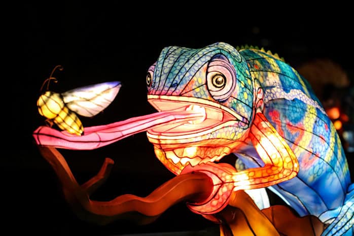 brookfield-zoo glow wild