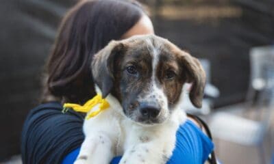 PAWSChicago