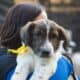PAWSChicago
