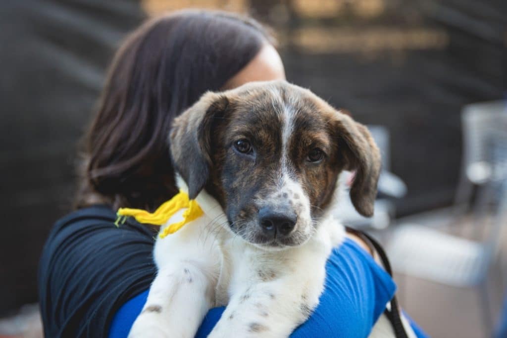 PAWSChicago