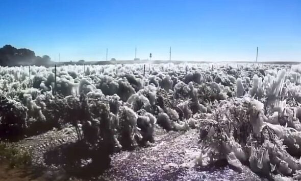 zima na-florydzie-uprawy