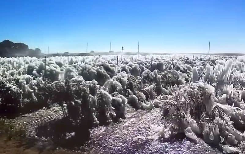 zima na-florydzie-uprawy
