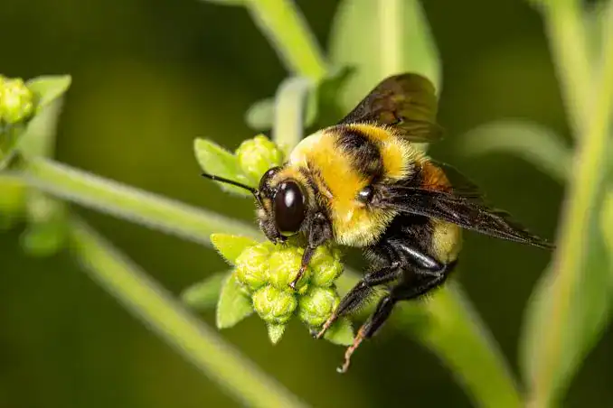 Bombus auricomus trzmiel czarno-złoty
