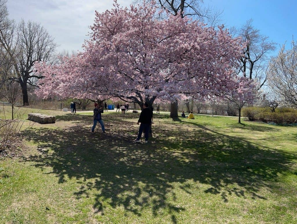 Jackson-Park kwitnące wiśnie