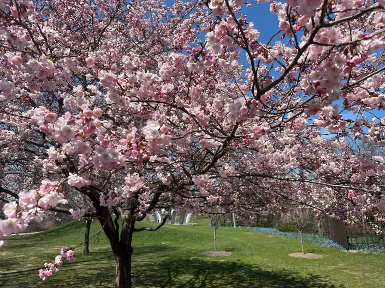 Jackson-Park kwitnące wiśnie