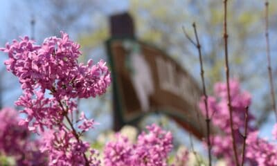 Lombard Park District lilac time