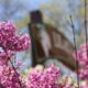 Lombard Park District lilac time