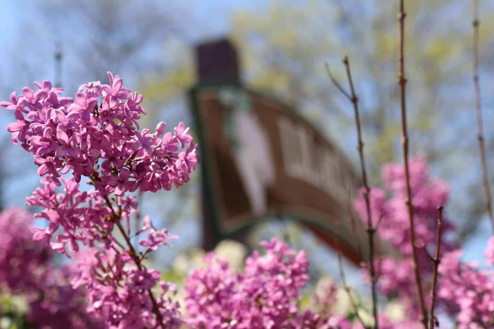 Lombard Park District lilac time