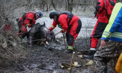akcja ratunkowa konia w Marengo