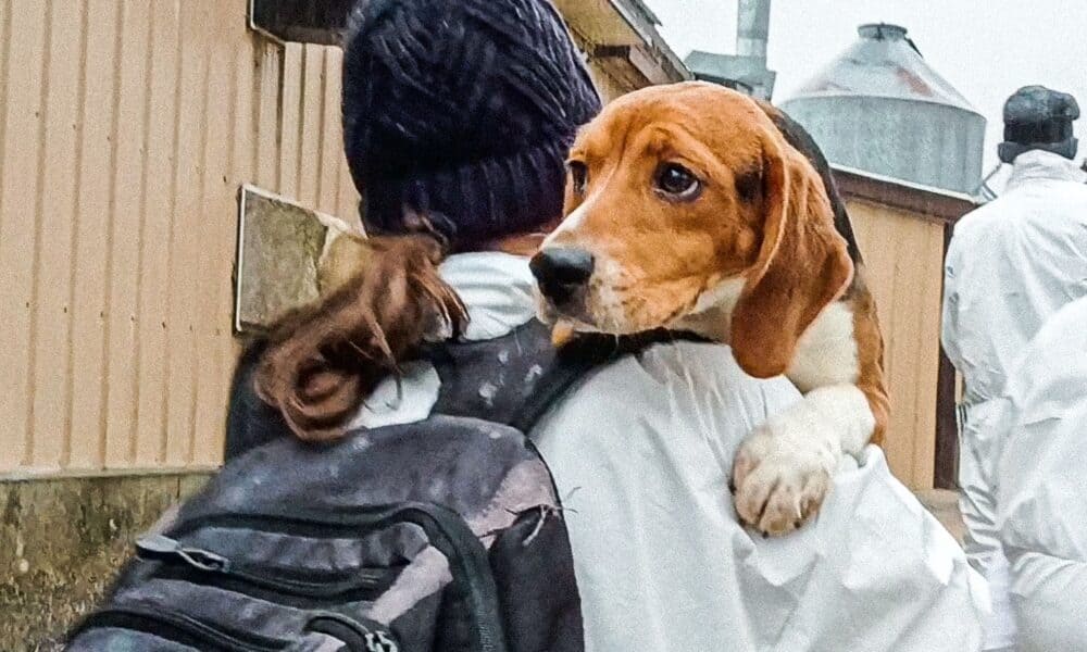beagle z ridglan farms