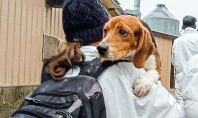 beagle z ridglan farms
