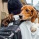 beagle z ridglan farms