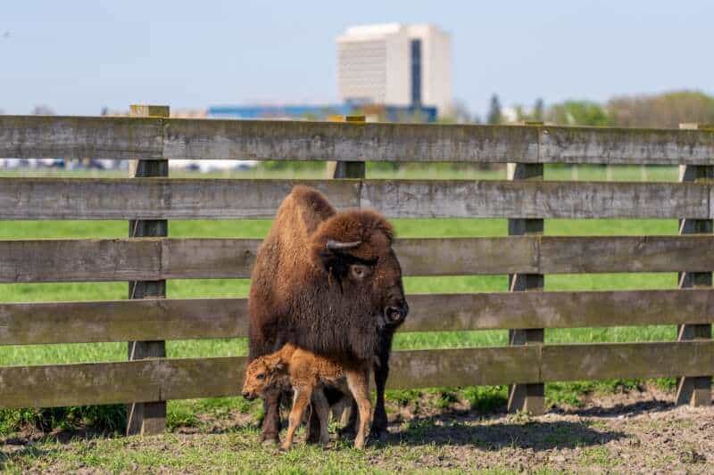 bizon-fermilab