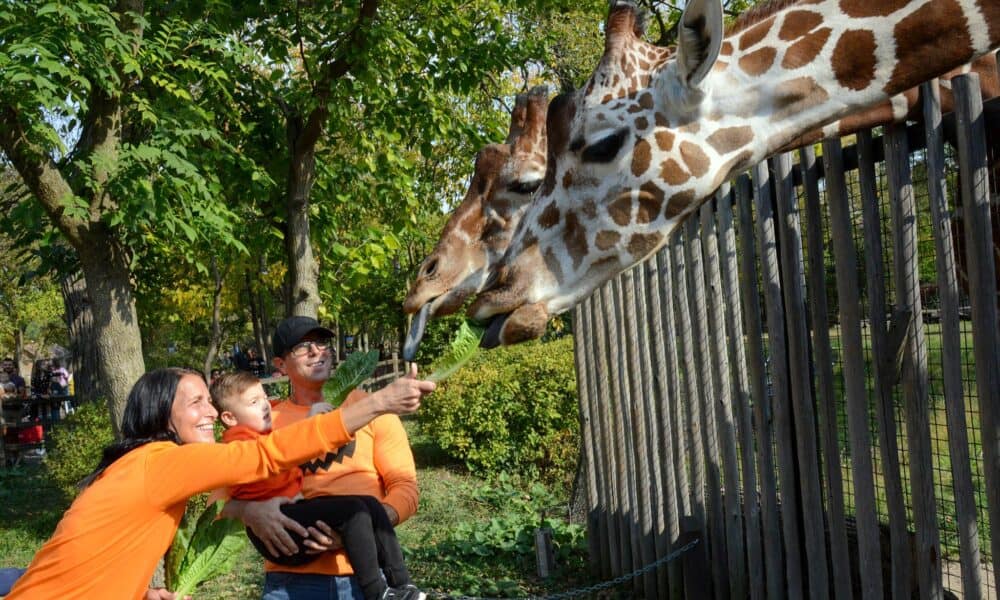 brookfield-zoo