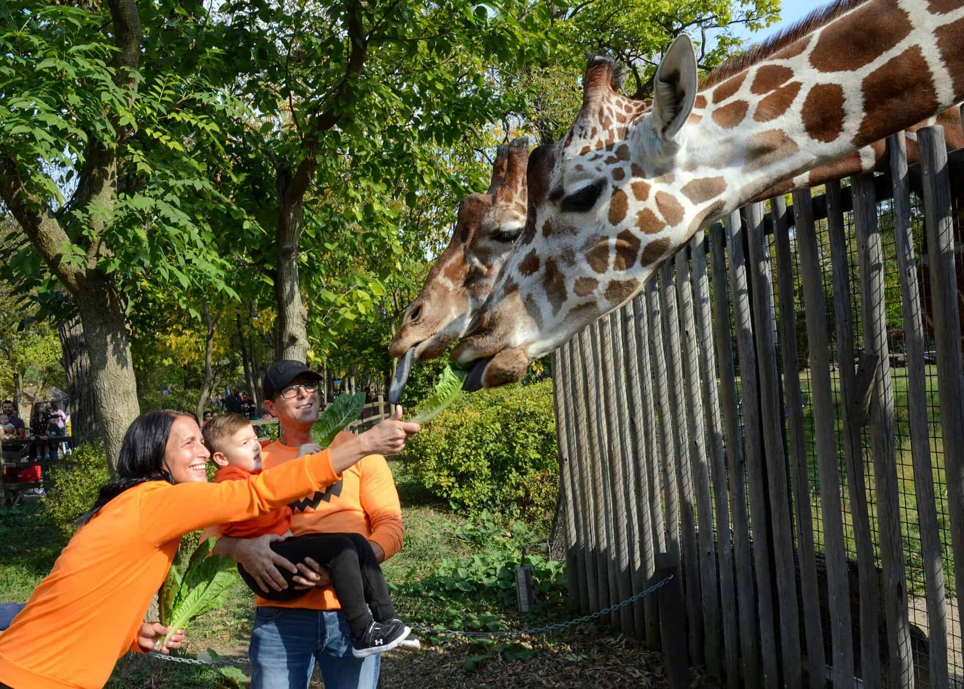 brookfield-zoo