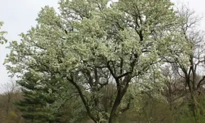 Grusza Callery