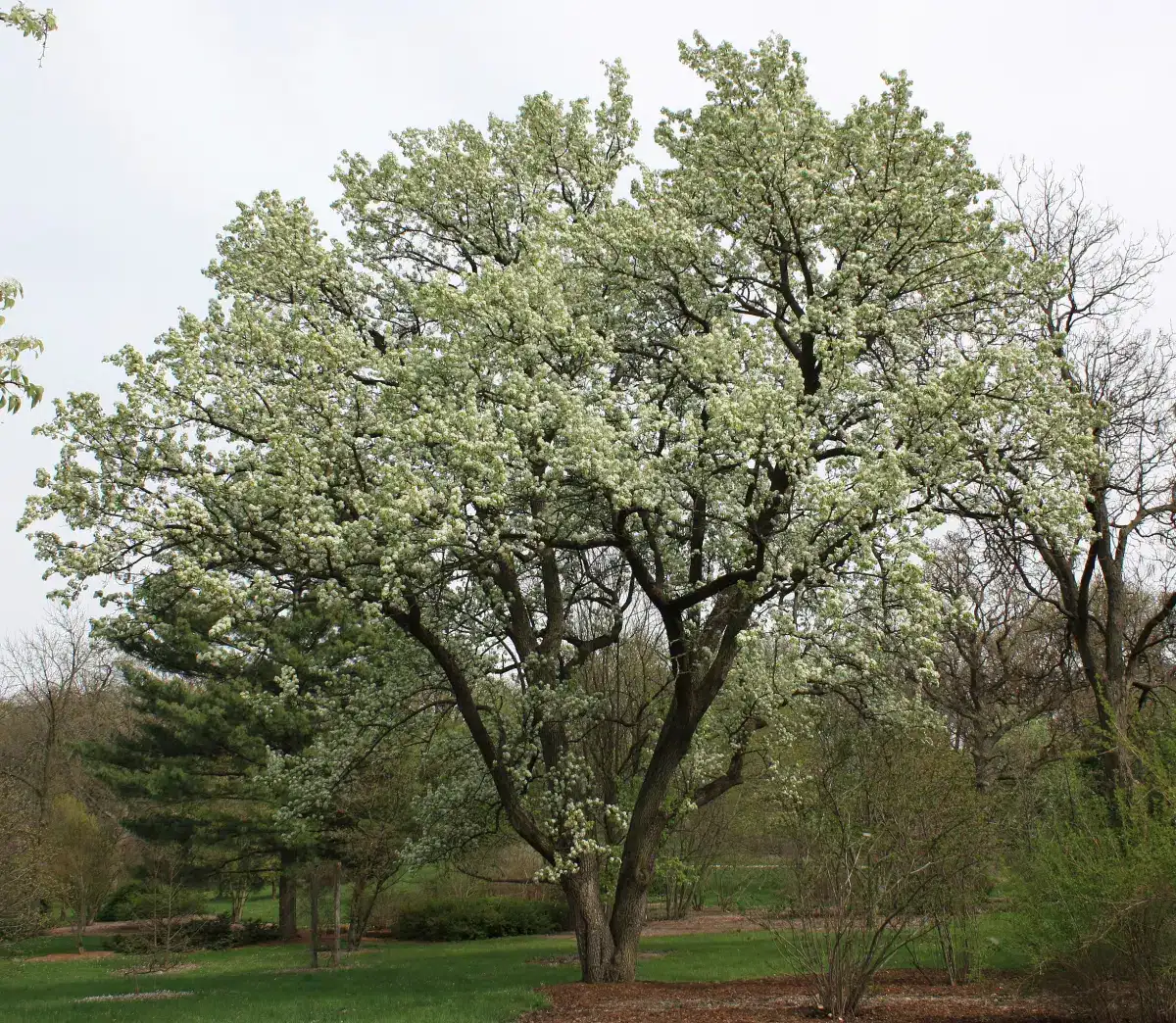 Grusza Callery
