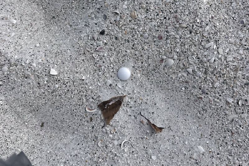 kulka-na-mole