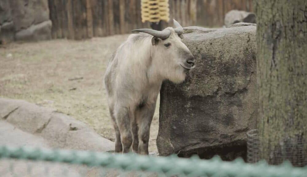 takin Lincoln Park Zoo