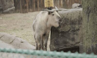 takin Lincoln Park Zoo