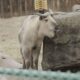 takin Lincoln Park Zoo